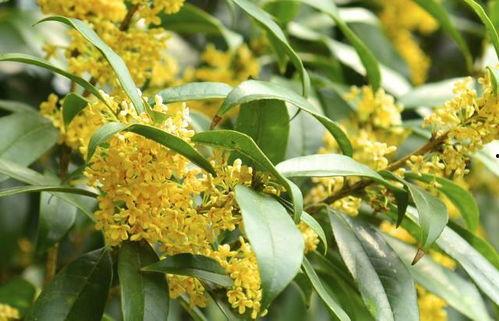 娱乐吃瓜酱桂花树,桂花树下那些不为人知的娱乐圈秘闻